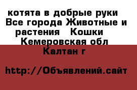 котята в добрые руки - Все города Животные и растения » Кошки   . Кемеровская обл.,Калтан г.